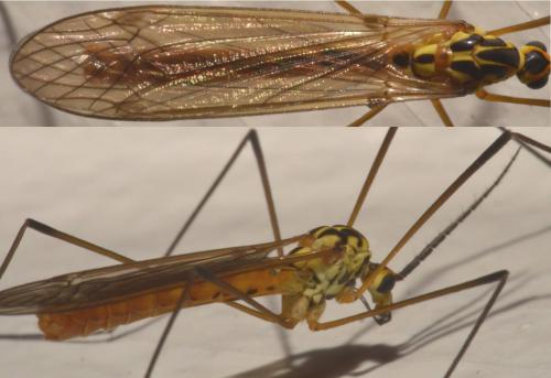 Nephrotoma flavescens